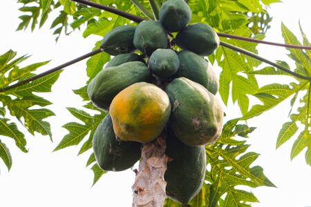 Group of green and yellow papaya on the tree and blur background.の写真素材