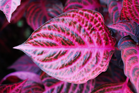 Pink spring leafs backgroundの写真素材