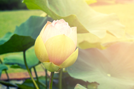 Lotus flower in pondの写真素材