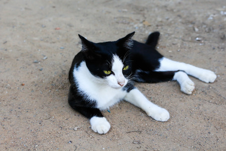 Homeless cat in thailandの写真素材