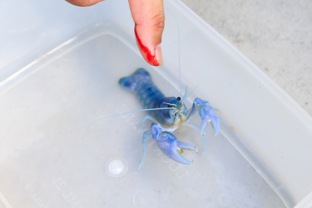 Hand in blood Caught shrimp bites Shrimp yabbie crayfish (Cherax destructor)