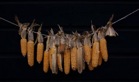 Corn on line against a dark backgroundの写真素材