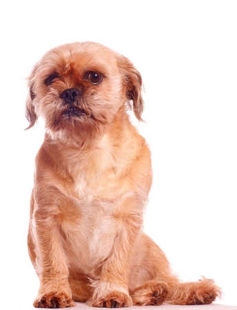 Small brown dog, isolated agains backgroundの写真素材
