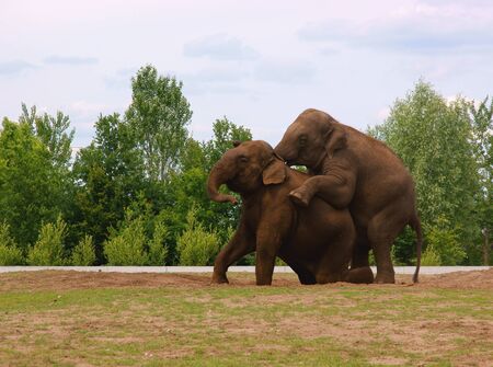 Elephants, trying to make a small elephantの写真素材