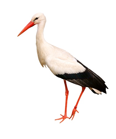 Great white stork, isolated on backgroundの写真素材