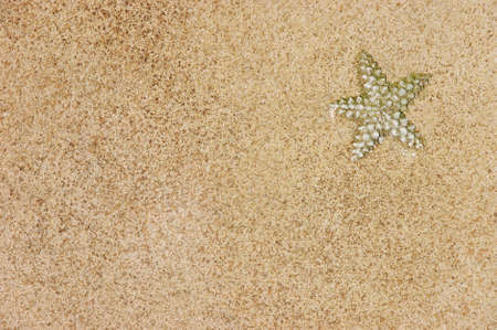 Starfish and shell on the beach