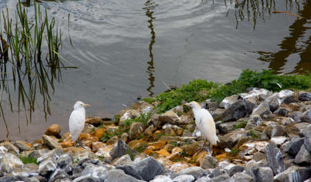 White birds near the waterの写真素材