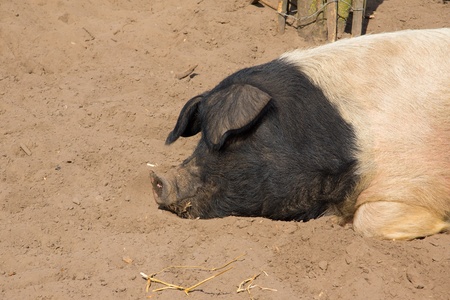 Potbellied pig, sleeping in the sandの写真素材