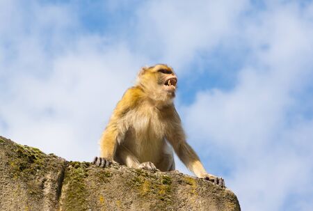 Angry berber monkey on a rock