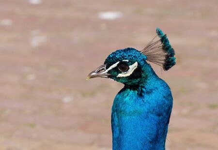 Indian peafowl, close-up of headの写真素材