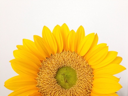 Sunflower close-upの素材