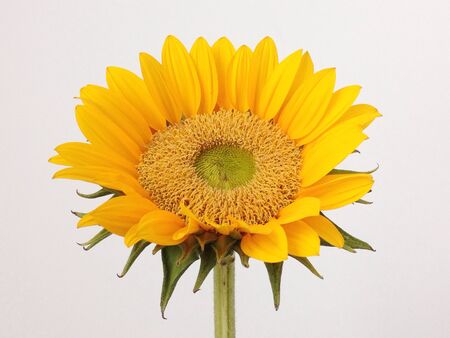 Sunflower close-upの素材