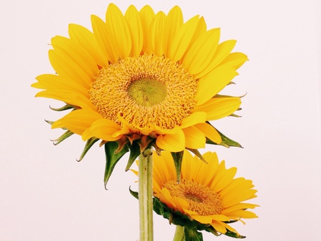 Sunflowers close-upの素材