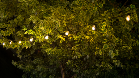 Bulbs hang over the tree with green leaf