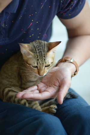 Cat sit on lap with hand of guy feeding food for himの写真素材