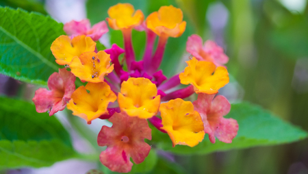 Lantana camara L., blooming flowers in pink, purple, yellow and orange with some ants on themの写真素材