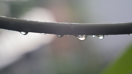 Drops on branch in garden at homeの写真素材