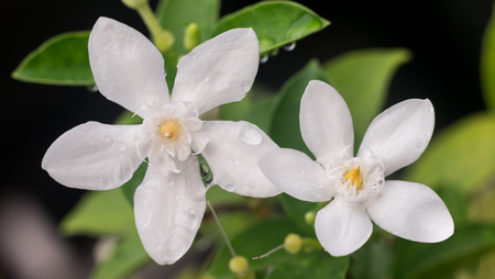 Water drops on white flowers at homesの写真素材