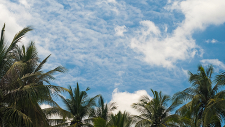 Coconut trees with vivid sky and cloudyの写真素材