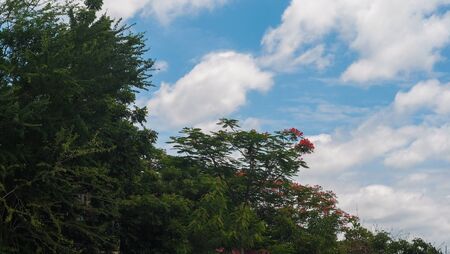 Trees with vivid sky and cloudy behindの写真素材