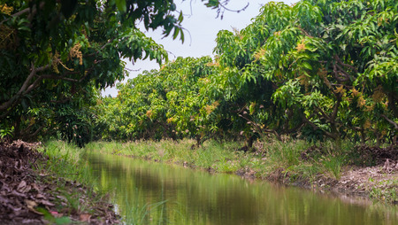 Mango garden with watercourseの写真素材