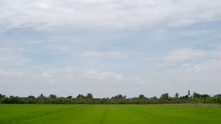 Green rice field in rural province with sky backgroundの写真素材