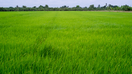 Green rice field in rural provinceの写真素材