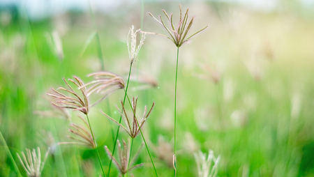 Poaceae in green fieldの写真素材