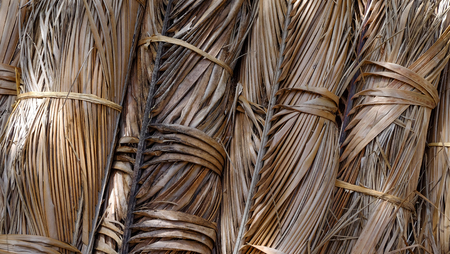 Dried coconut leaf in bundles