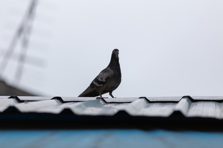 Pigeon or dove on roofs. In picture see gray tile roof and a beautiful background of sky and cloud. Feral pigeon gray and brown mixed together looking at camera was impressed and fresh (Dove concept)の写真素材