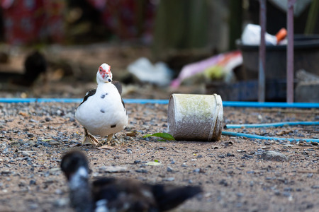 Duck by the countryside Duck house in the village in the province of Thailand.の写真素材