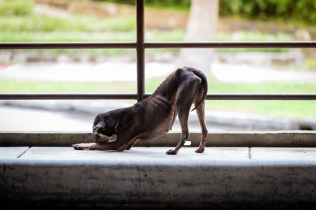 The thirsty dog is stretch oneself on the road.の写真素材