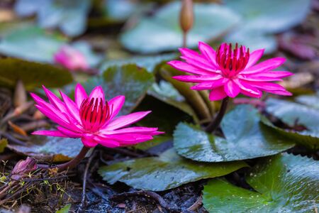 Pink Nymphaea Water lily or Pink Lotus Flower on the lotus lake - Beautiful Flower nature backdrops in park garden conceptの写真素材