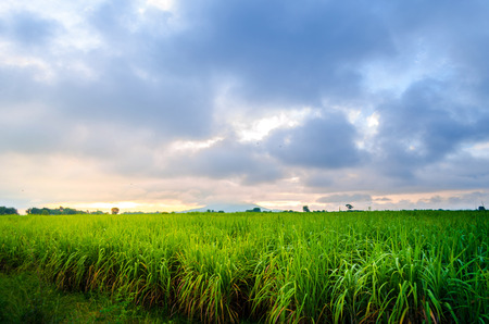 Sugarcane Farm beautiful sunlightの写真素材