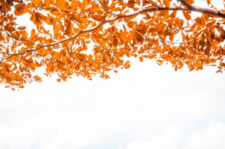 Orange leaf Top frame backgroundの写真素材