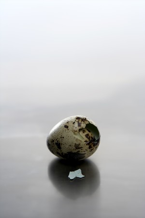 Broken quail egg, new baby bird will born. Studio still over stainless steelの写真素材