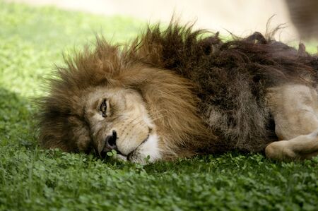 Afican male lion, very relaxed sleeping, laying down over the grassの写真素材