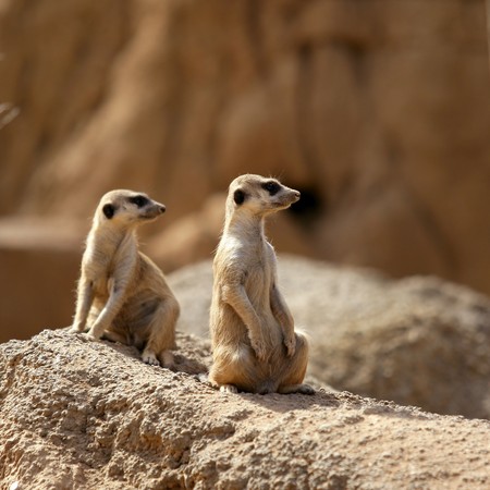 Two suricata standing alert. Suricate couple over a brown rockの写真素材