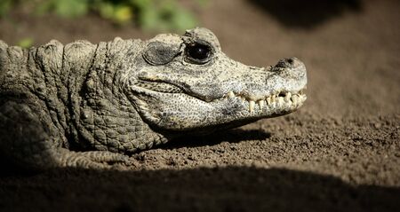 Midget crocodrile from Africa over red sand taking a rest, Aligator.の写真素材