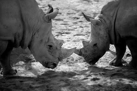 Two african dangerous rhinos in duel for power, black and white nature outdoors shotの写真素材