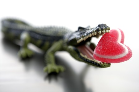 Toy plastic cocodrile, aligator with candy Valentine red heart in its sharped theet jaws metaphorの写真素材