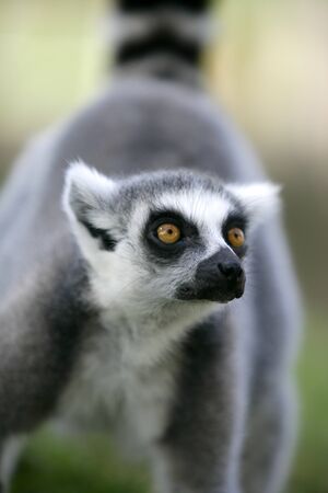 Madagascar Ring Tailed Lemur portrait of this peculiar ape with beautifull ringed tail