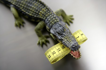Toy plastic cocodrile, aligator with centimeter tape measure in its sharped theet jaws metaphorの写真素材