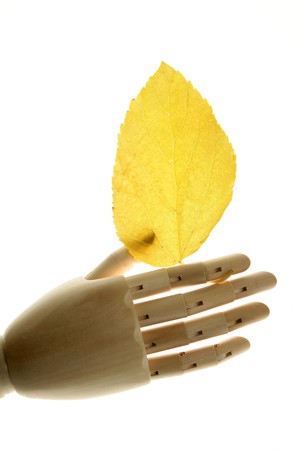 Mannequin wooden hand holding autumn yellow leavesの写真素材
