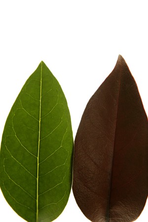 Green and browhn leaves, comparing spring and autumn, white studio background