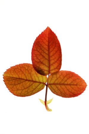 Autumn, fall leaves decorative still at studio white background, using the transparency