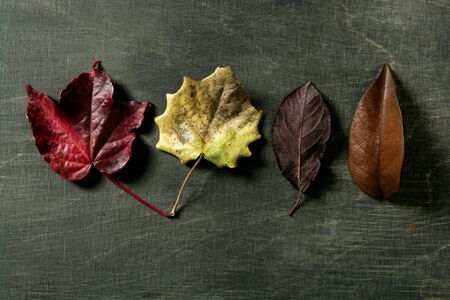 Still of autumn leaves, dark wood background, fall classic imagesの写真素材