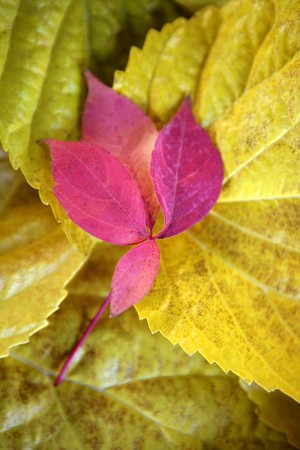Leaves still of autumn leaves, dark wood background, fall classic images