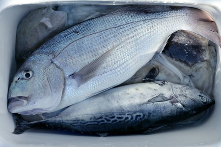 Denton, Mediterranean sparus fish, family of gilthead and snapperの写真素材
