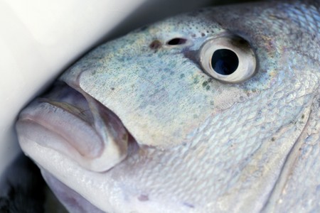 Denton, Mediterranean sparus fish, family of gilthead and snapperの写真素材
